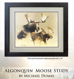 OFAH conservation print - Algonquin Moose Study by Michael Dumas
